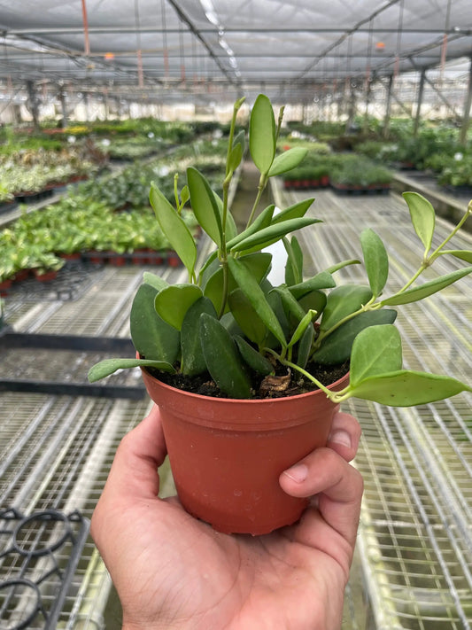 Hoya Chouke Wax Plant 4-inch pot with glossy green leaves and new growth on Tampa Home & Garden Store