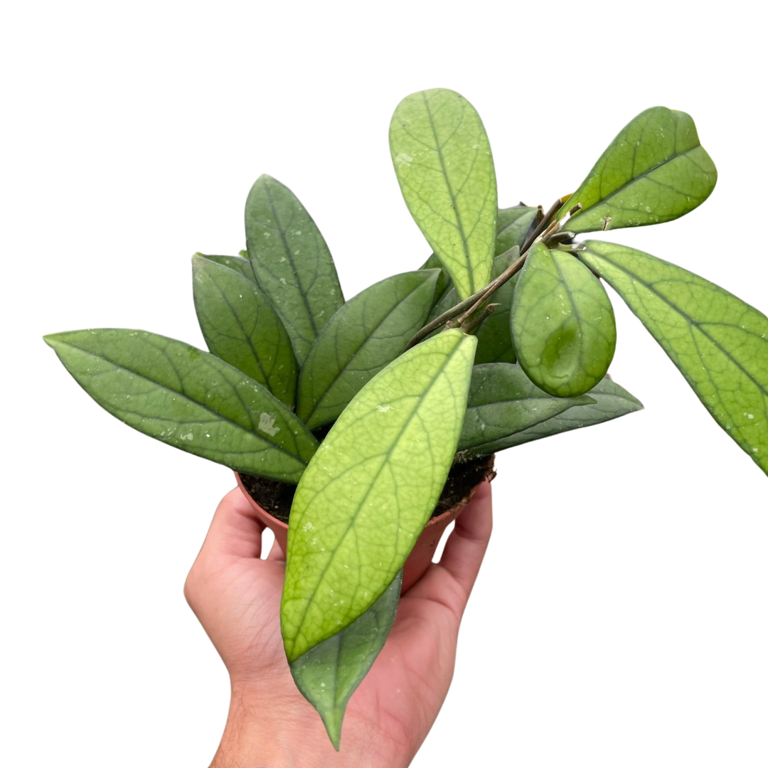Hoya Crassipetiolata with Silver Specks, 4 inch potted plant with medium green leaves on Tampa Home & Garden Store