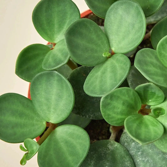 Peperomia Hope Tetraphylla 4-inch plant with round, succulent green leaves on Tampa Home & Garden Store