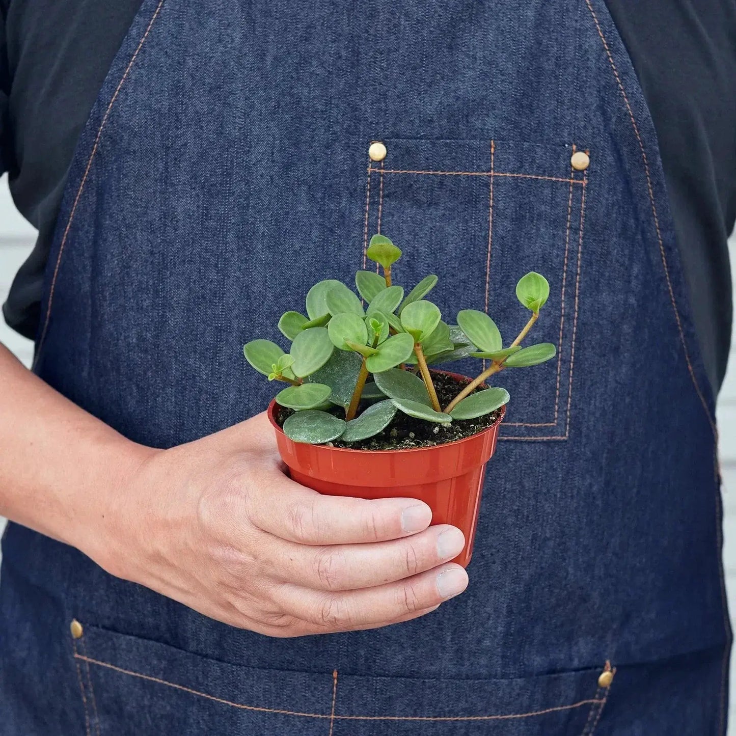 Peperomia 'Hope' - Tampa Home & Garden Store