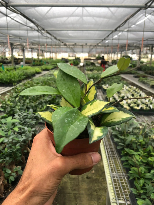 Hoya carnosa Krimson Princess variegated wax plant with green and yellow leaves in a small pot on Tampa Home & Garden Store