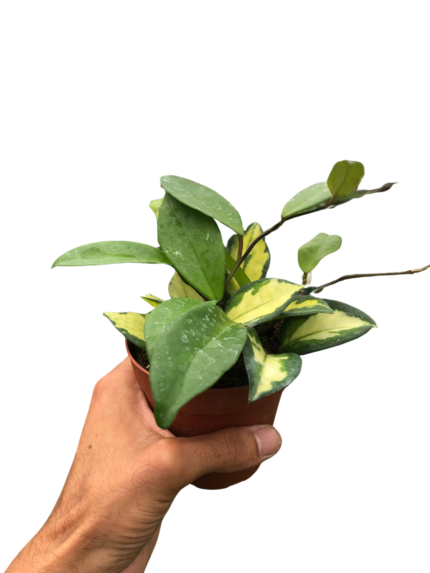 Hoya Carnosa 'Krimson Princess' - Tampa Home & Garden Store