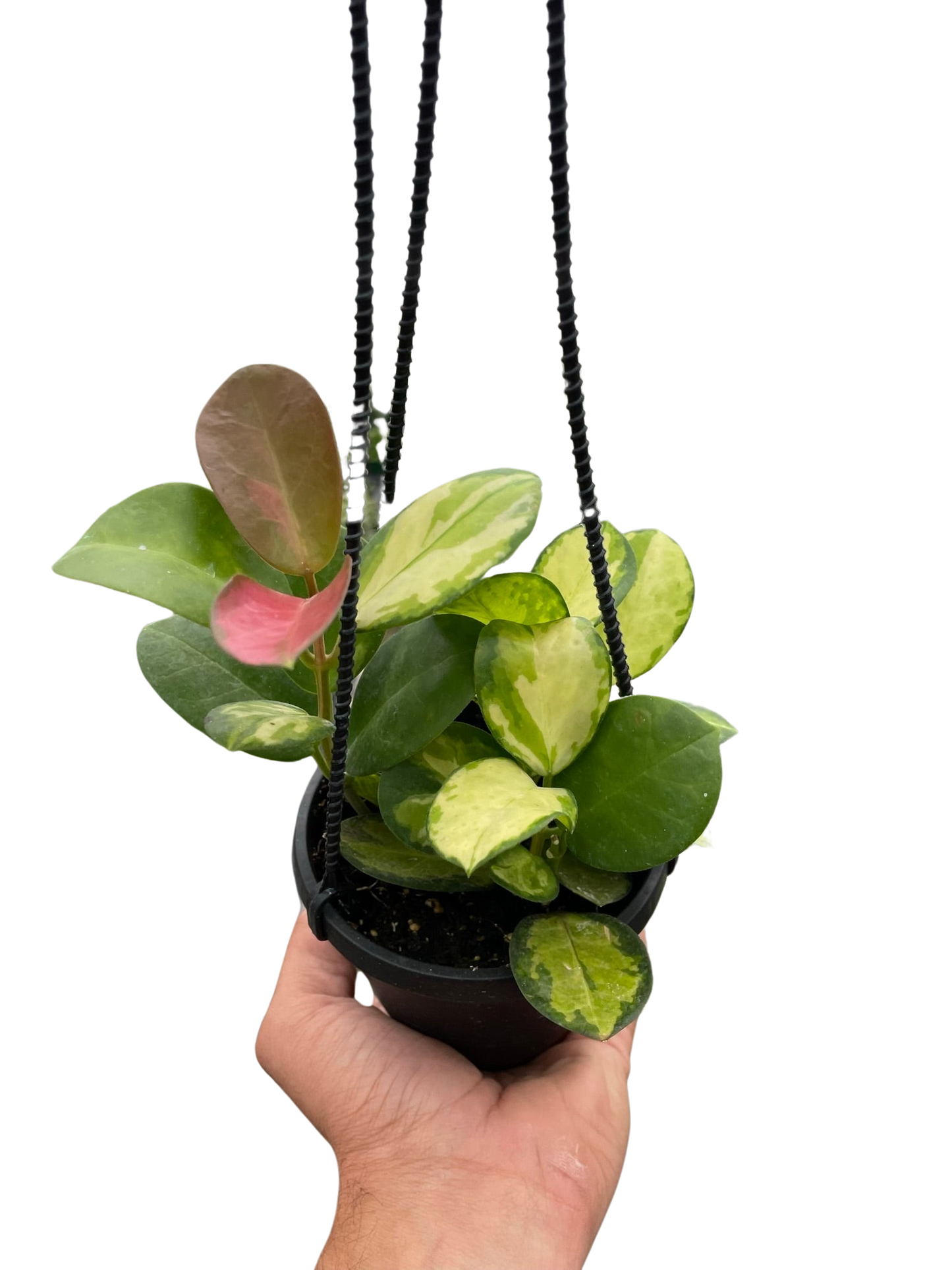 Hoya 'Lisa' - Tampa Home & Garden Store