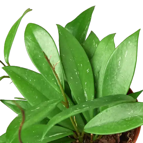 Hoya Publicalyx wax plant vine with thick green leaves in a small pot indoors on Tampa Home & Garden Store