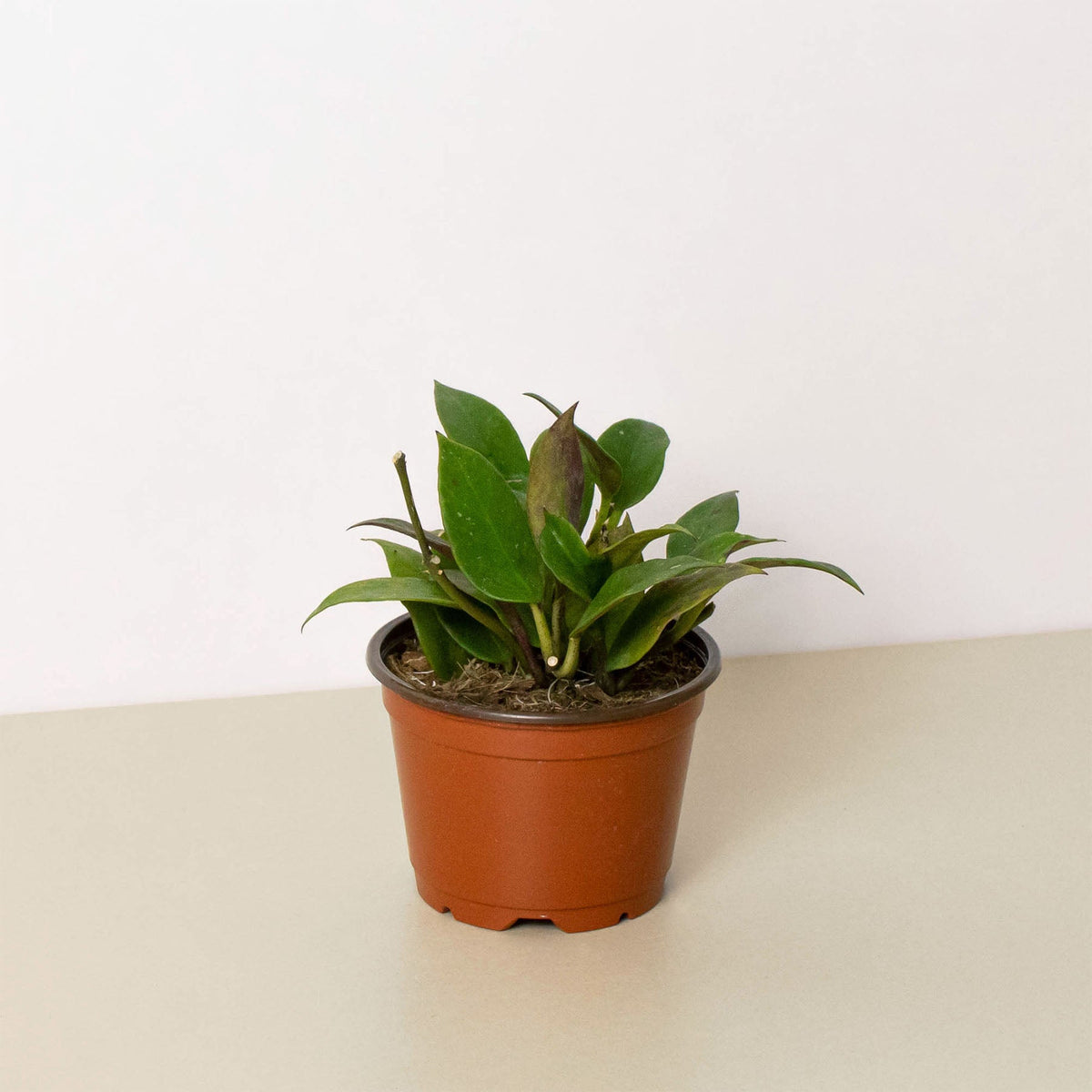 Hoya Sunrise indoor plant in a terracotta pot with glossy green leaves House Plant Shop on Tampa Home and Garden Store