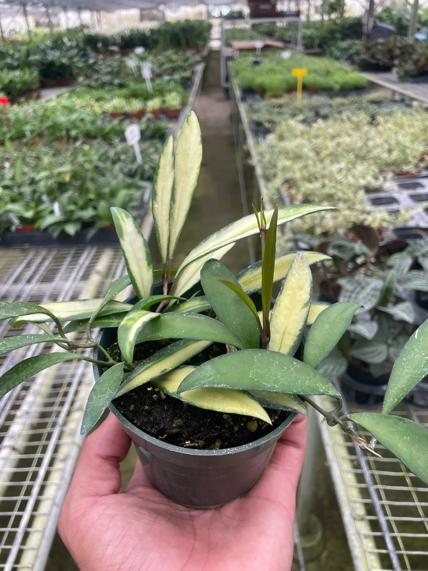 Hoya Wayetii Variegata