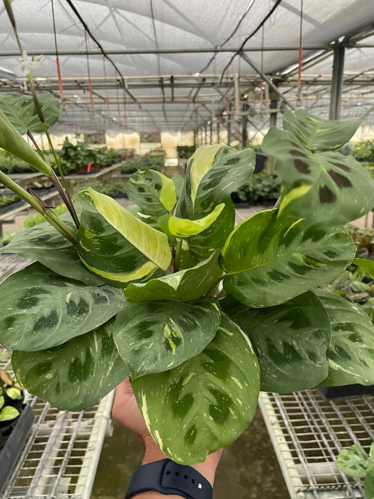 Maranta Beauty Kim Variegated Prayer Plant with green leaves and yellow variegation potted plant on Tampa Home & Garden Store