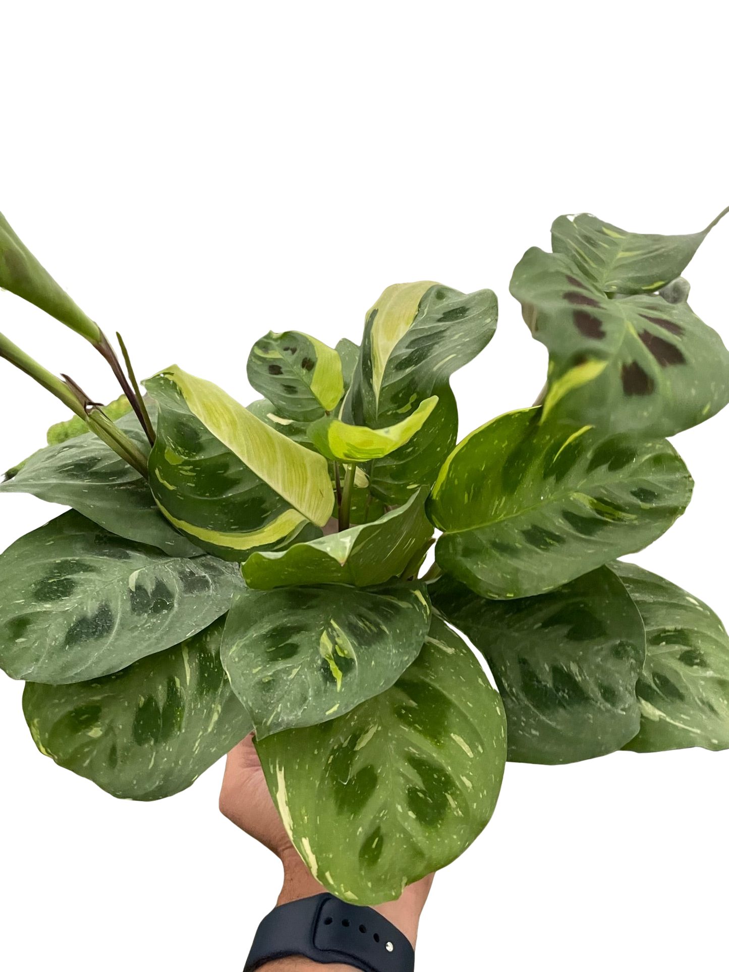 Maranta Variegated 'Beauty Kim' - Tampa Home & Garden Store