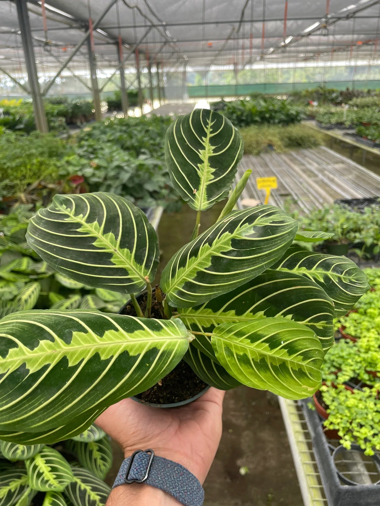 Maranta Lemon Lime plant with dark green leaves and lime-yellow veins in hand on Tampa Home & Garden Store