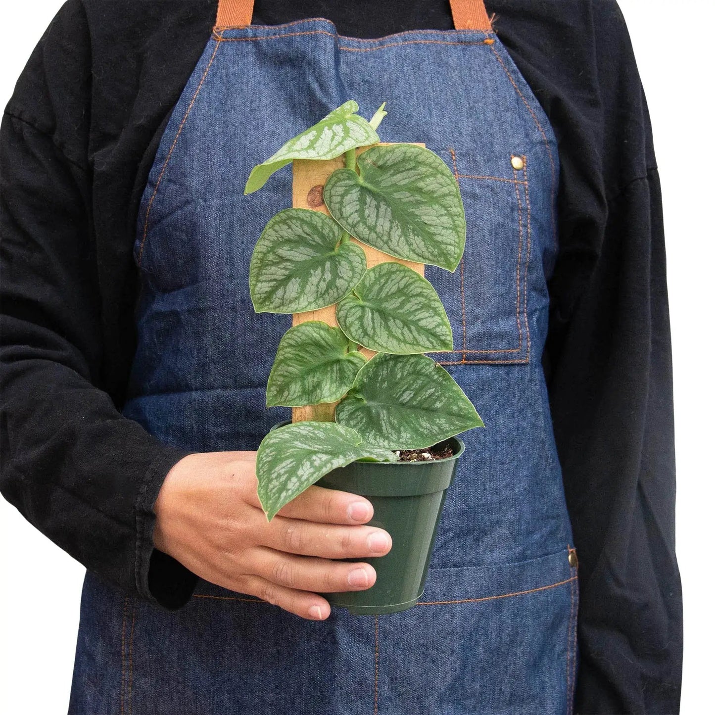 Monstera 'Dubia' (Shingle Plant) - Tampa Home & Garden Store