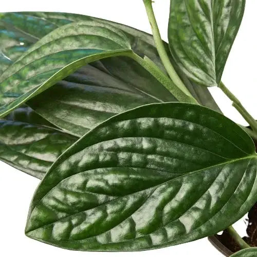 Monstera Peru Karstenianum puckered leaves indoor plant, dark green, potted houseplant on Tampa Home & Garden Store