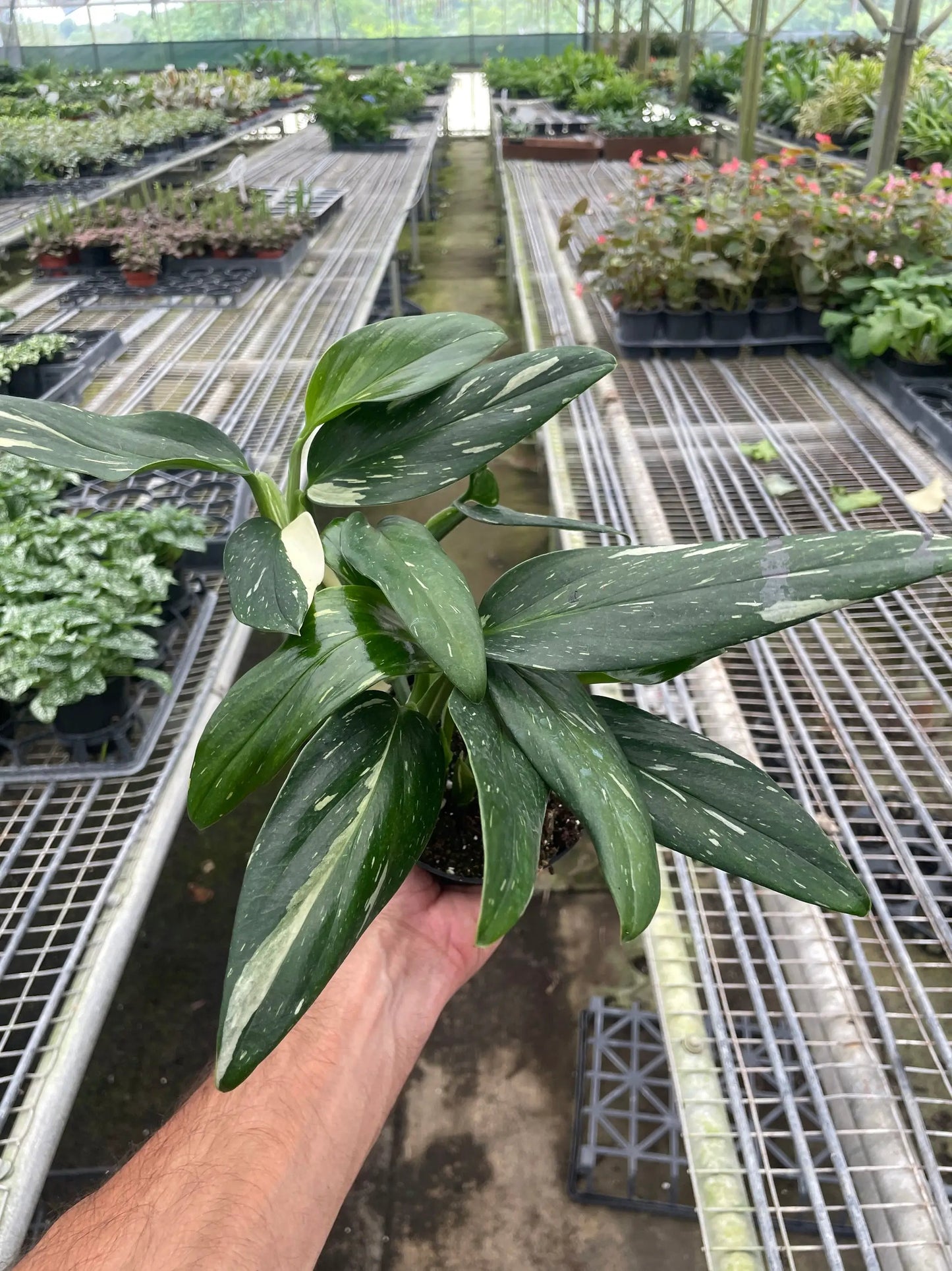 Monstera 'Standeleyana Albo Variegated' - Tampa Home & Garden Store