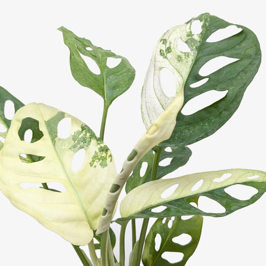 Monstera Adansonii 'Swiss Cheese Panaché'