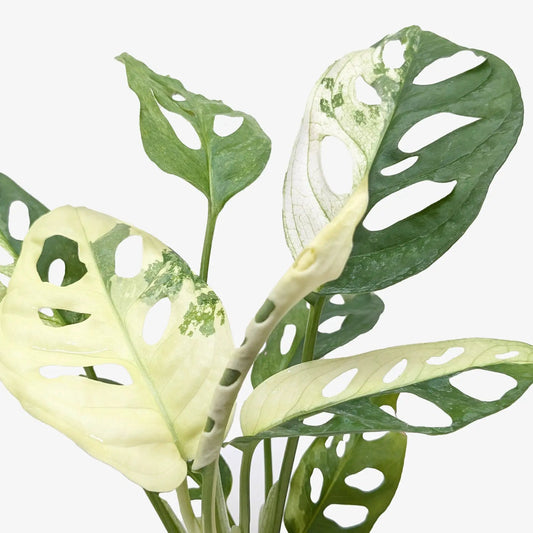 Monstera Adansonii Variegata 4in potted plant with cream-green fenestrated leaves on Tampa Home & Garden Store