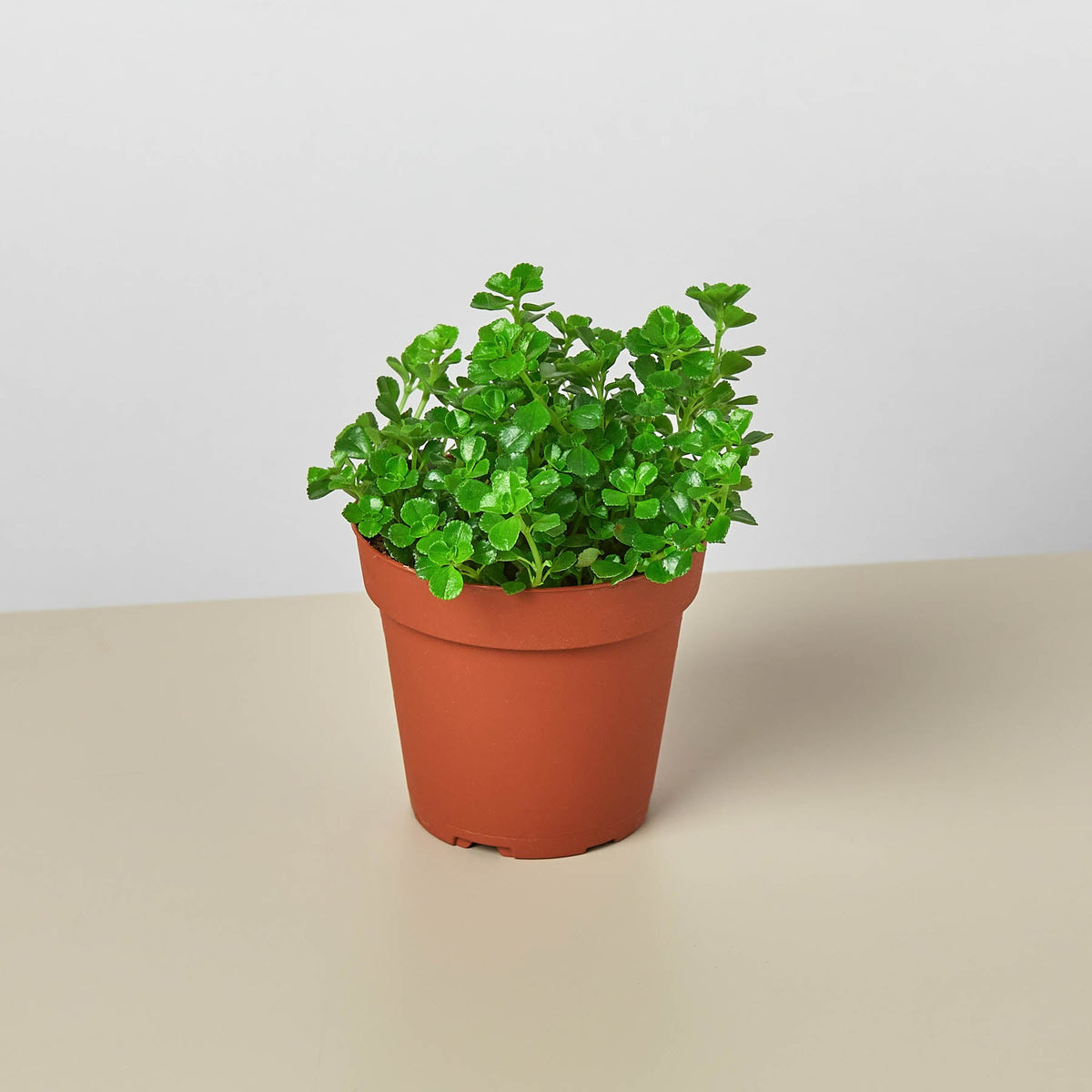 Nettle Baby's Tear indoor plant with glossy green leaves in a terracotta pot on Tampa Home & Garden Store