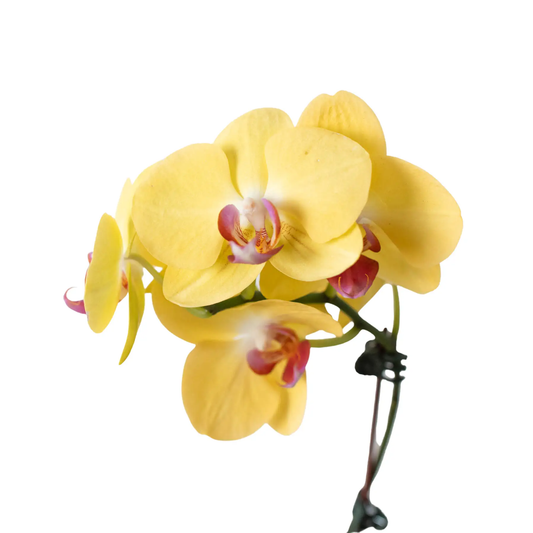 Yellow Phalaenopsis orchid flowering plant with a cluster of yellow blooms and pink lip centers on Tampa Home & Garden Store