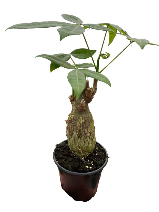Money Tree Pachira Stump indoor plant with textured trunk and green leaves in a black pot on Tampa Home & Garden Store