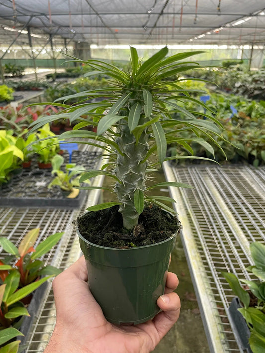 Pachypodium lamerei Madagascar Palm with spiny gray trunk and slender green leaves in pot on Tampa Home & Garden Store