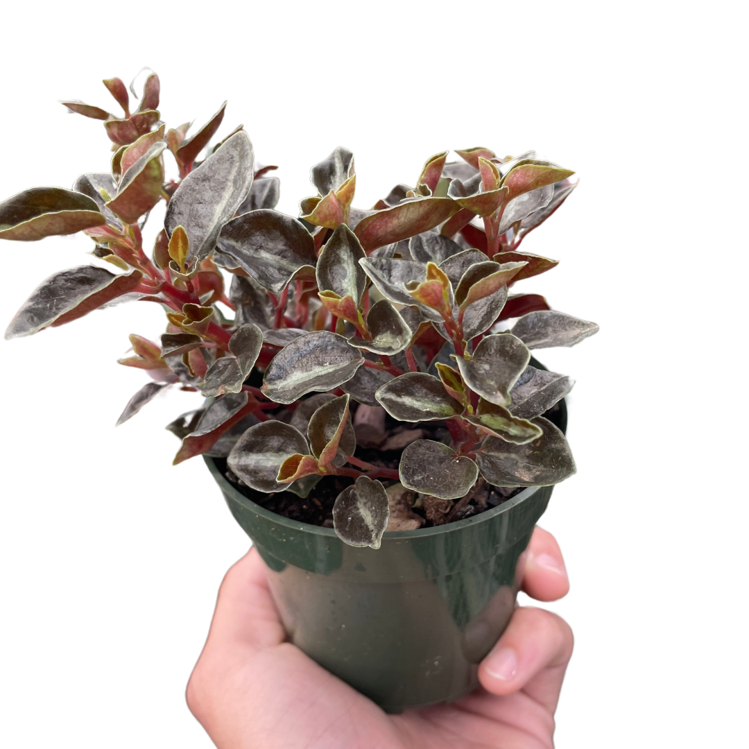 Peperomia 'Metallica' - Tampa Home & Garden Store