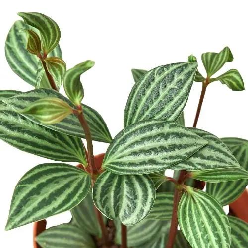 Peperomia Parallel Variegated Tetragona houseplant with striped green leaves on Tampa Home & Garden Store