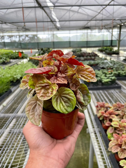 Peperomia Quito radiator plant indoor 4in pot with red-green variegated leaves on Tampa Home & Garden Store