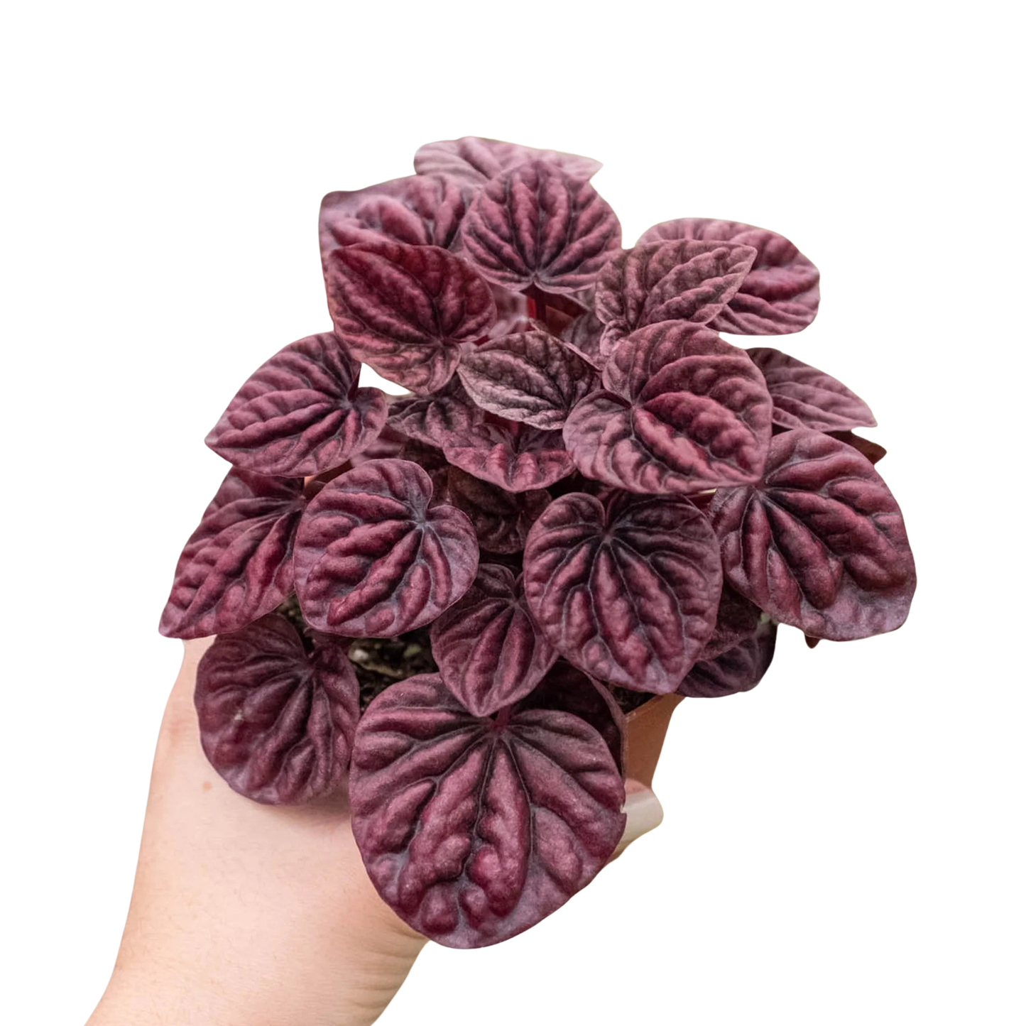 Peperomia Ripple Red 4-inch plant with burgundy wrinkled leaves, potted houseplant on Tampa Home & Garden Store