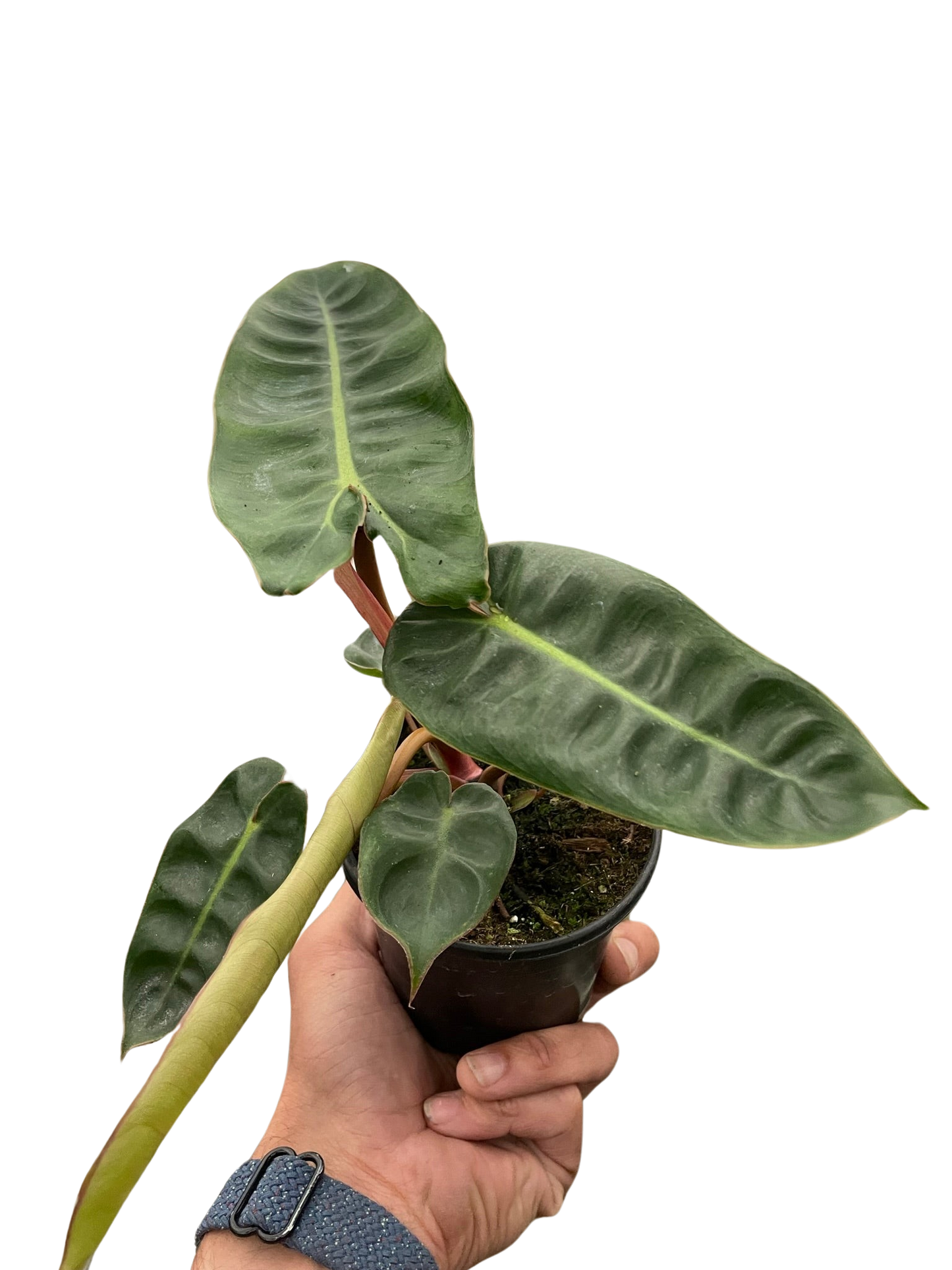Philodendron 'Billietiae' - Tampa Home & Garden Store