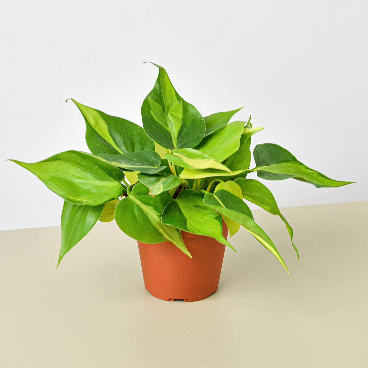 Philodendron Brasil indoor plant in terracotta pot with green-yellow variegated leaves on Tampa Home & Garden Store