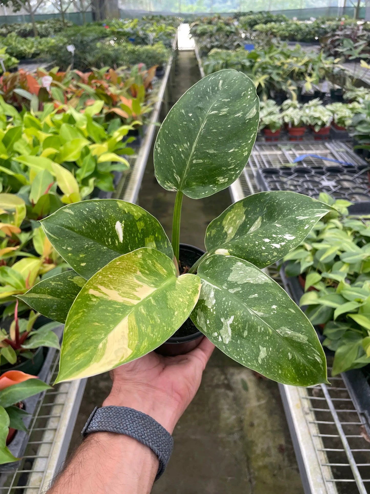 Filodendro 'Congo Nuclear'
