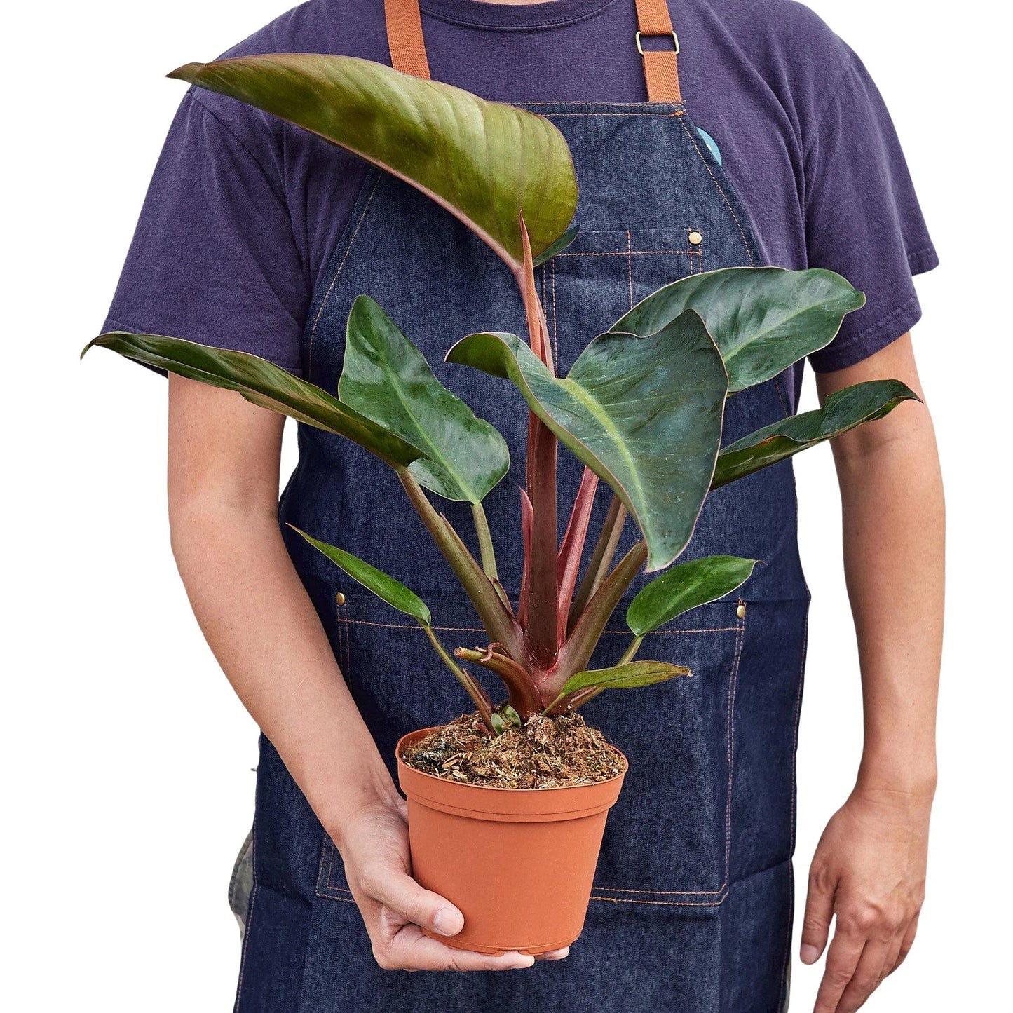 Philodendron Congo Rojo 6in plant by Rooted Treasures Farms with red stems and leaves on Tampa Home & Garden Store