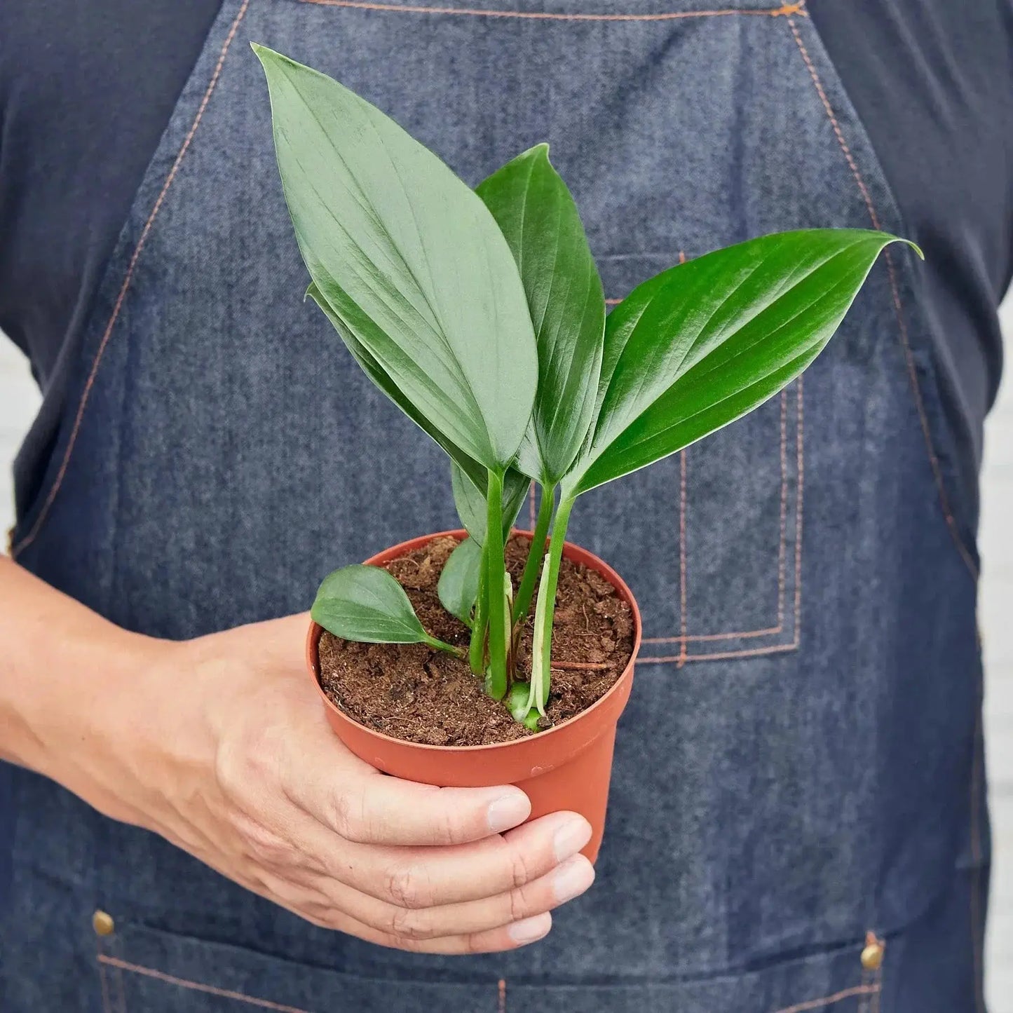 Dragon Tail Philodendron Birkin indoor plant with glossy green leaves in terracotta pot on Tampa Home & Garden Store