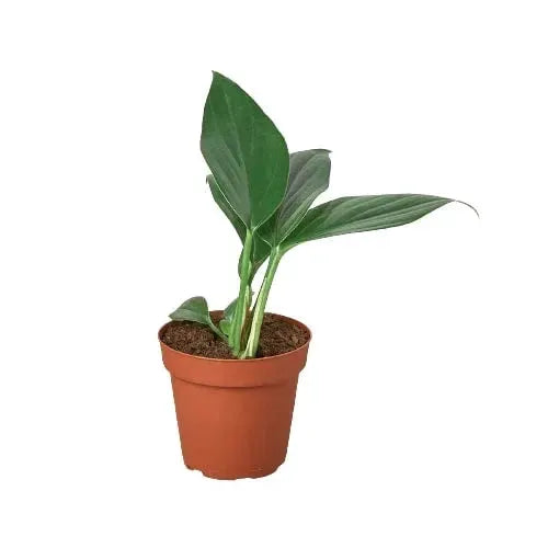 Dragon Tail Philodendron Birkin indoor plant in terracotta pot with leaves House Plant Shop on Tampa Home & Garden Store