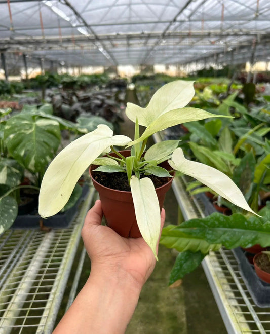 Philodendron Florida Ghost Variegated indoor plant with pale cream leaves in small pot on Tampa Home & Garden Store