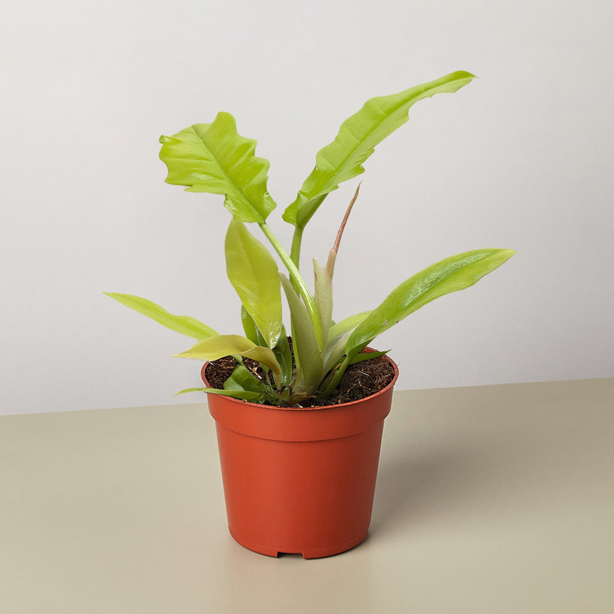 Philodendron Golden Crocodile indoor plant with lime green leaves in orange pot on Tampa Home & Garden Store