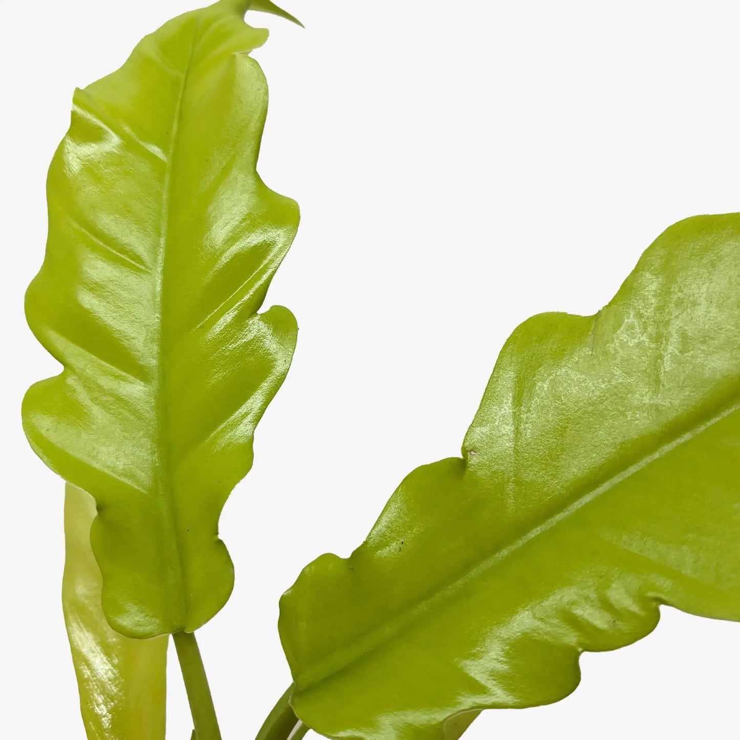 Philodendron 'Golden Crocodile' - Tampa Home & Garden Store