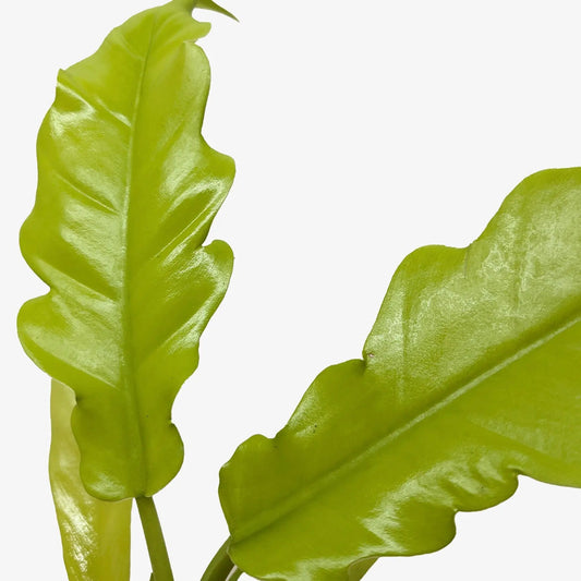 Philodendron Golden Crocodile indoor plant leaves close-up, lime green foliage on Tampa Home & Garden Store