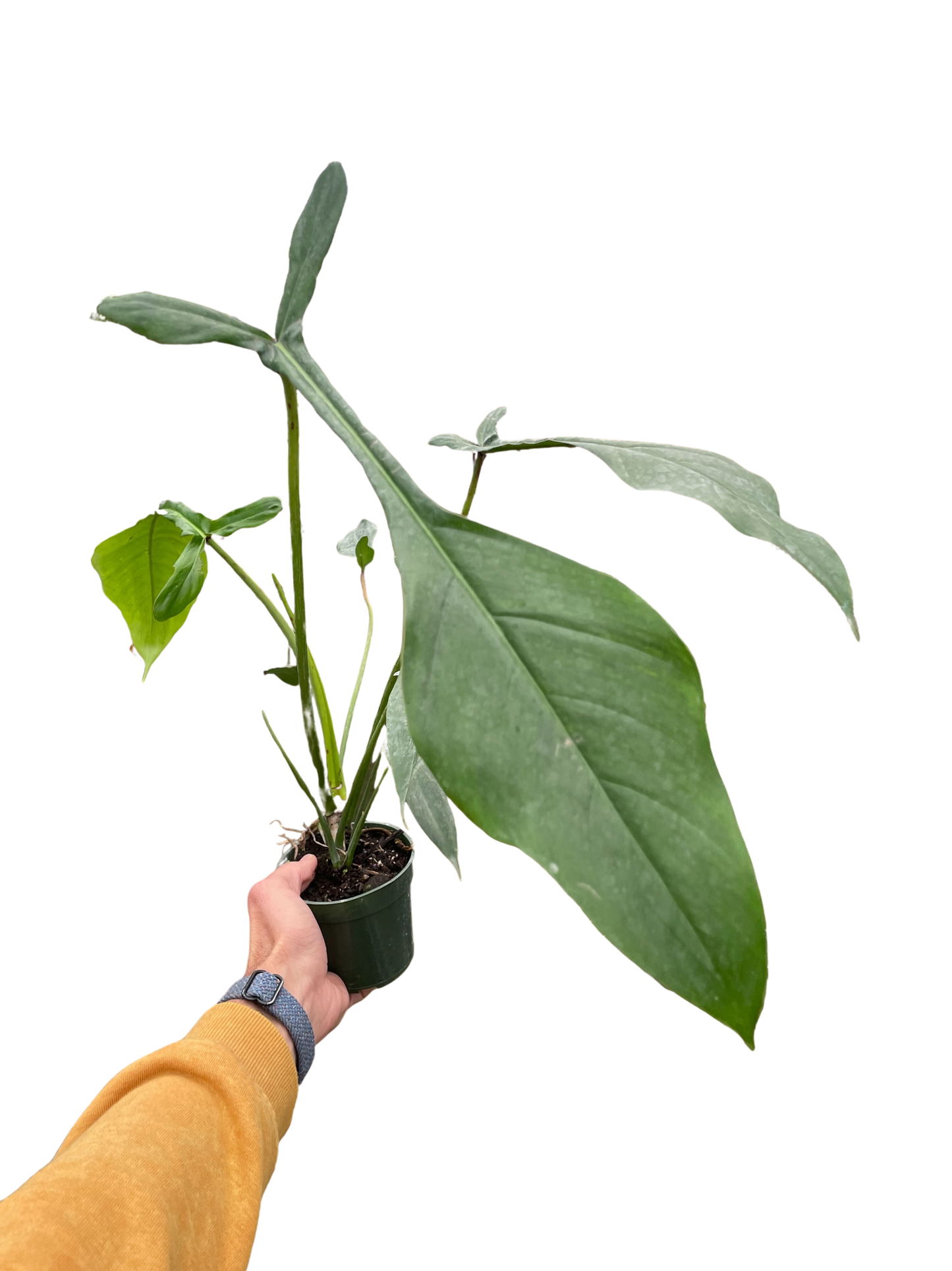 Philodendron Joepii rare tri-lobed indoor plant in small pot held by hand on Tampa Home & Garden Store