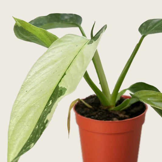 Philodendron Jose Bueno Variegated Leaves Plant in a 4-inch red terracotta pot on Tampa Home & Garden Store