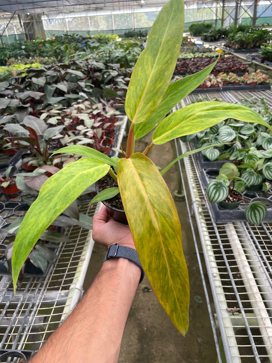 Quadcolor Philodendron Orange Marmalade indoor potted plant with yellow-green variegated leaves on Tampa Home & Garden Store