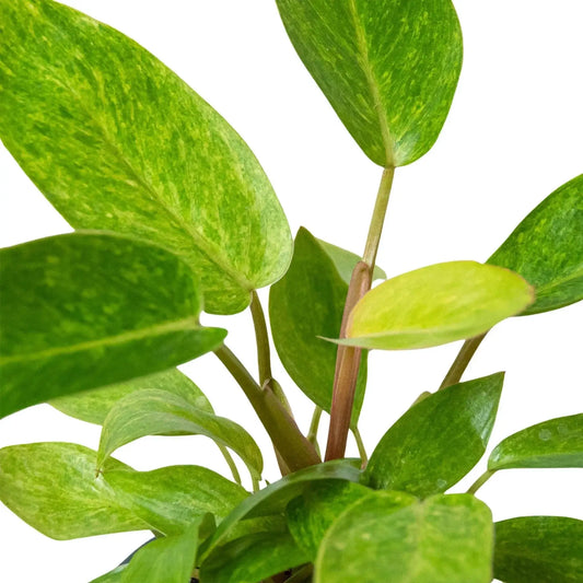 Painted Lady Philodendron Variegated Climber indoor plant with green variegated leaves on brown stems on Tampa Home & Garden Store