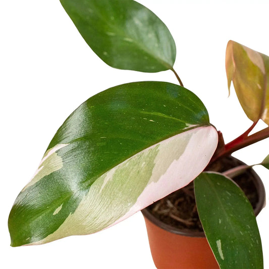 Pink Princess Philodendron with green leaves and pink variegation in a terracotta pot on Tampa Home & Garden Store