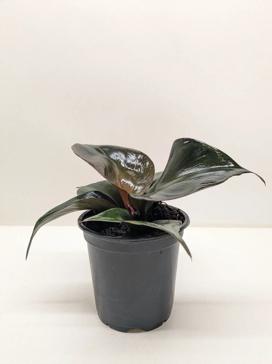 Philodendron Red Heart indoor potted plant with glossy dark-green leaves in a black pot on Tampa Home & Garden Store