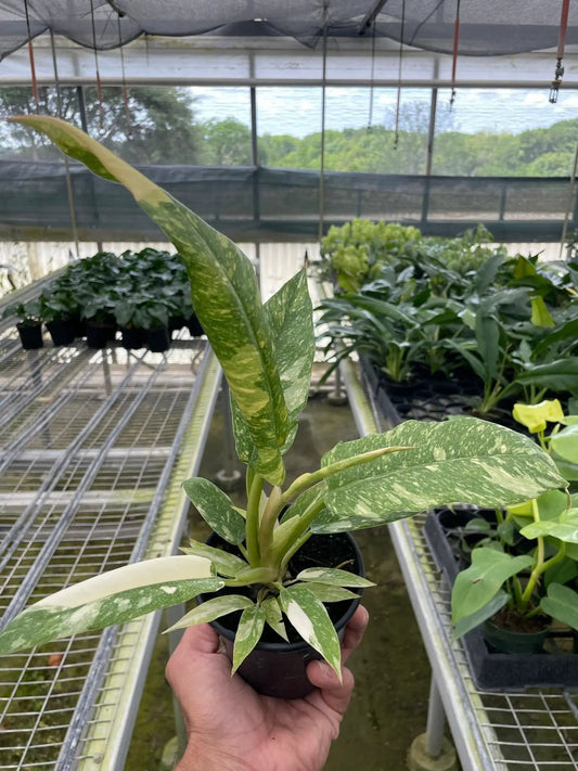 Philodendron Ring of Fire Variegated plant with green and cream leaves in small pot on Tampa Home & Garden Store
