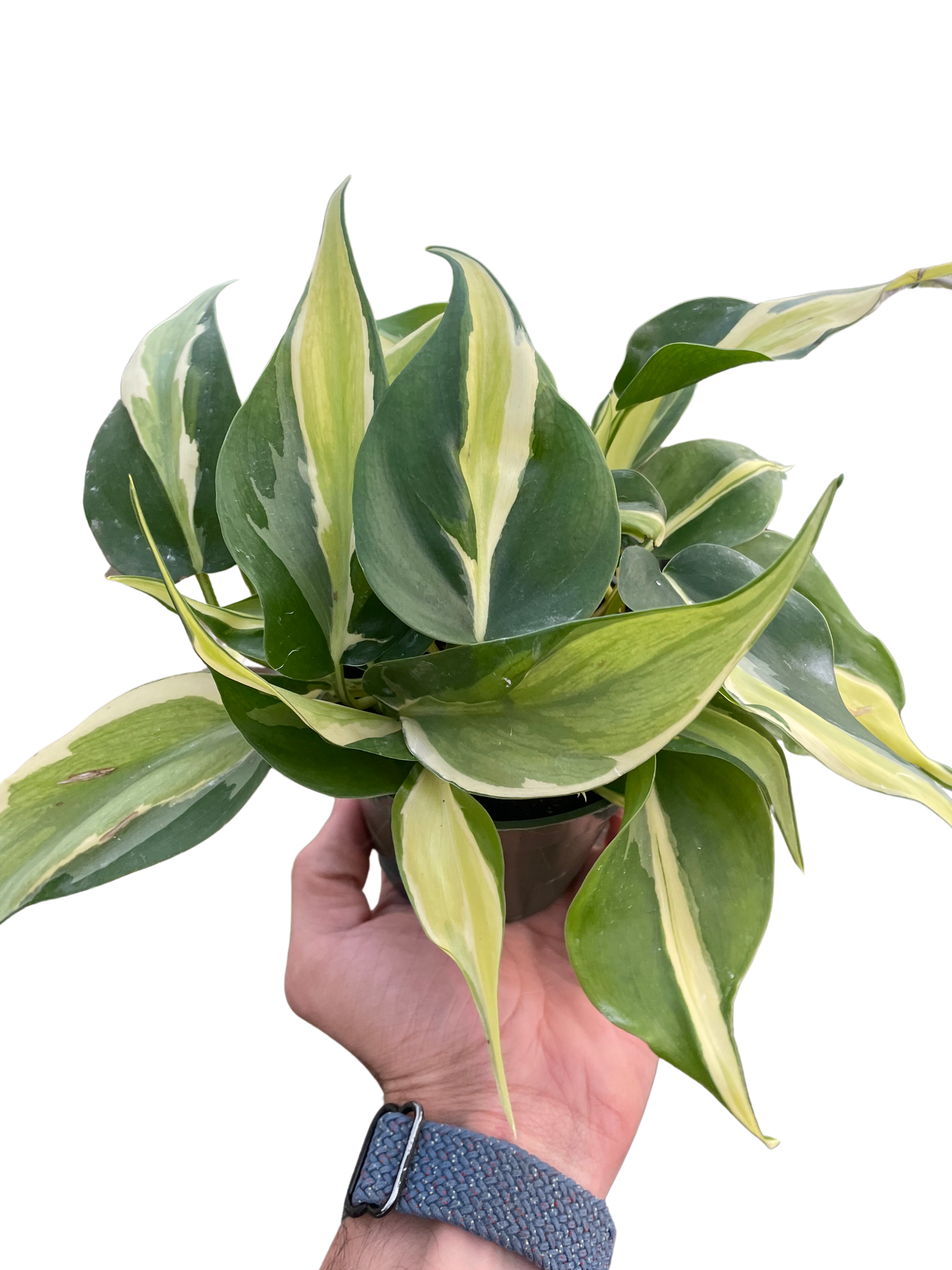 Philodendron Silver Stripe variegated indoor plant with green and cream leaves in a pot on Tampa Home & Garden Store