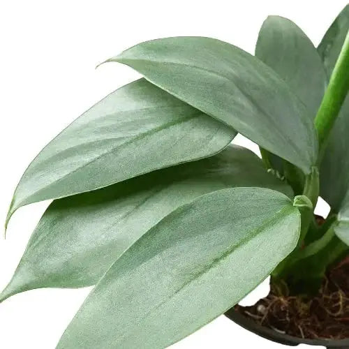 Philodendron Hastatum Silver Sword plant with silver-green leaves in a pot House Plant Shop on Tampa Home & Garden Store