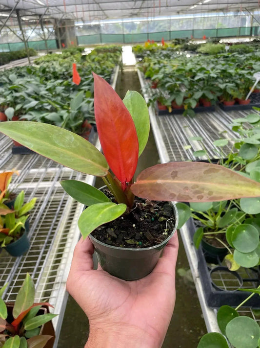 Compact Philodendron Selloum Sun Red potted houseplant with red new leaf on Tampa Home & Garden Store
