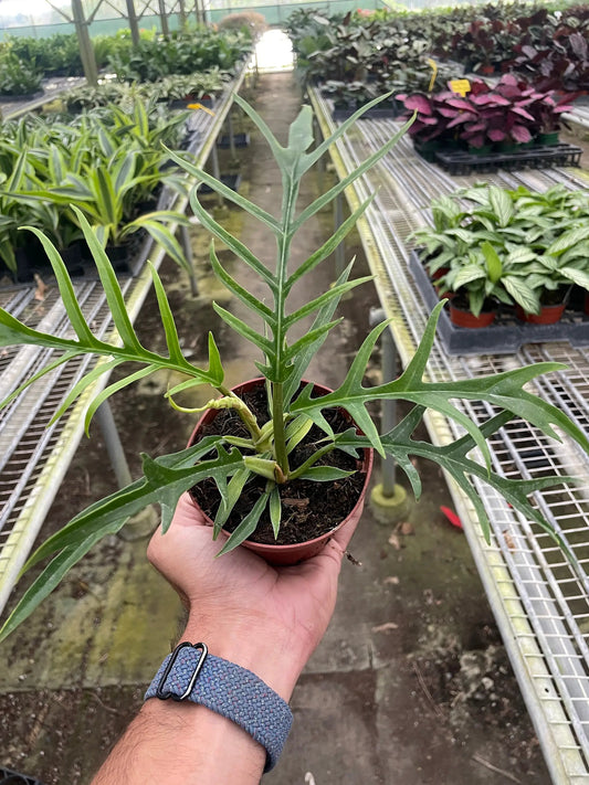 Philodendron Tortum indoor plant in a small pot with slender deeply lobed green leaves on Tampa Home & Garden Store