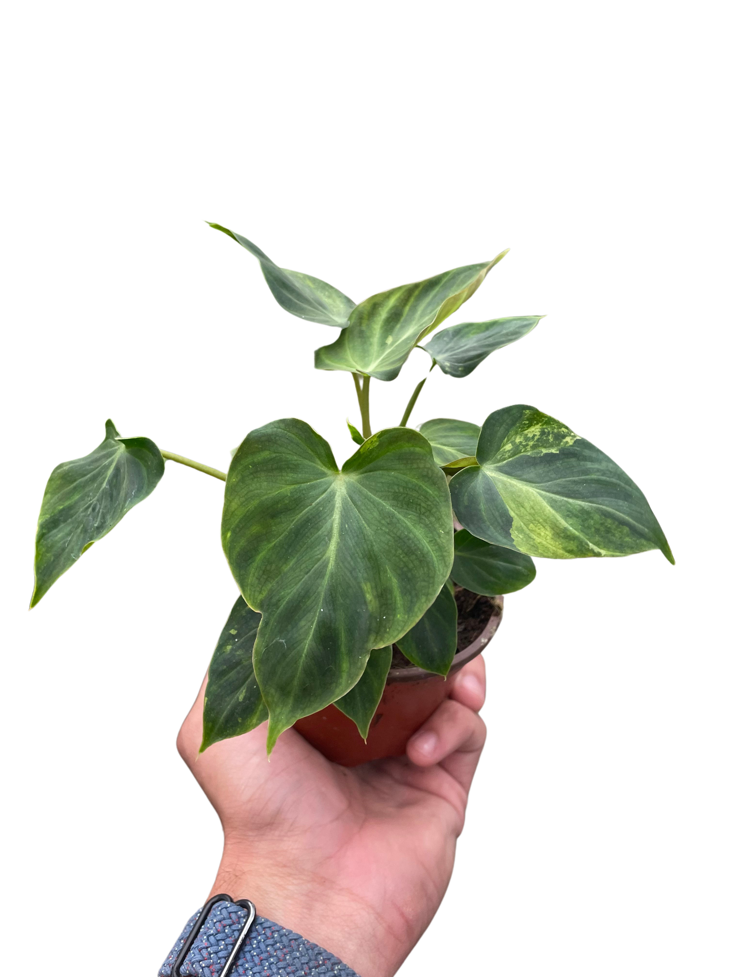 - image on Tampa Home & Garden Store