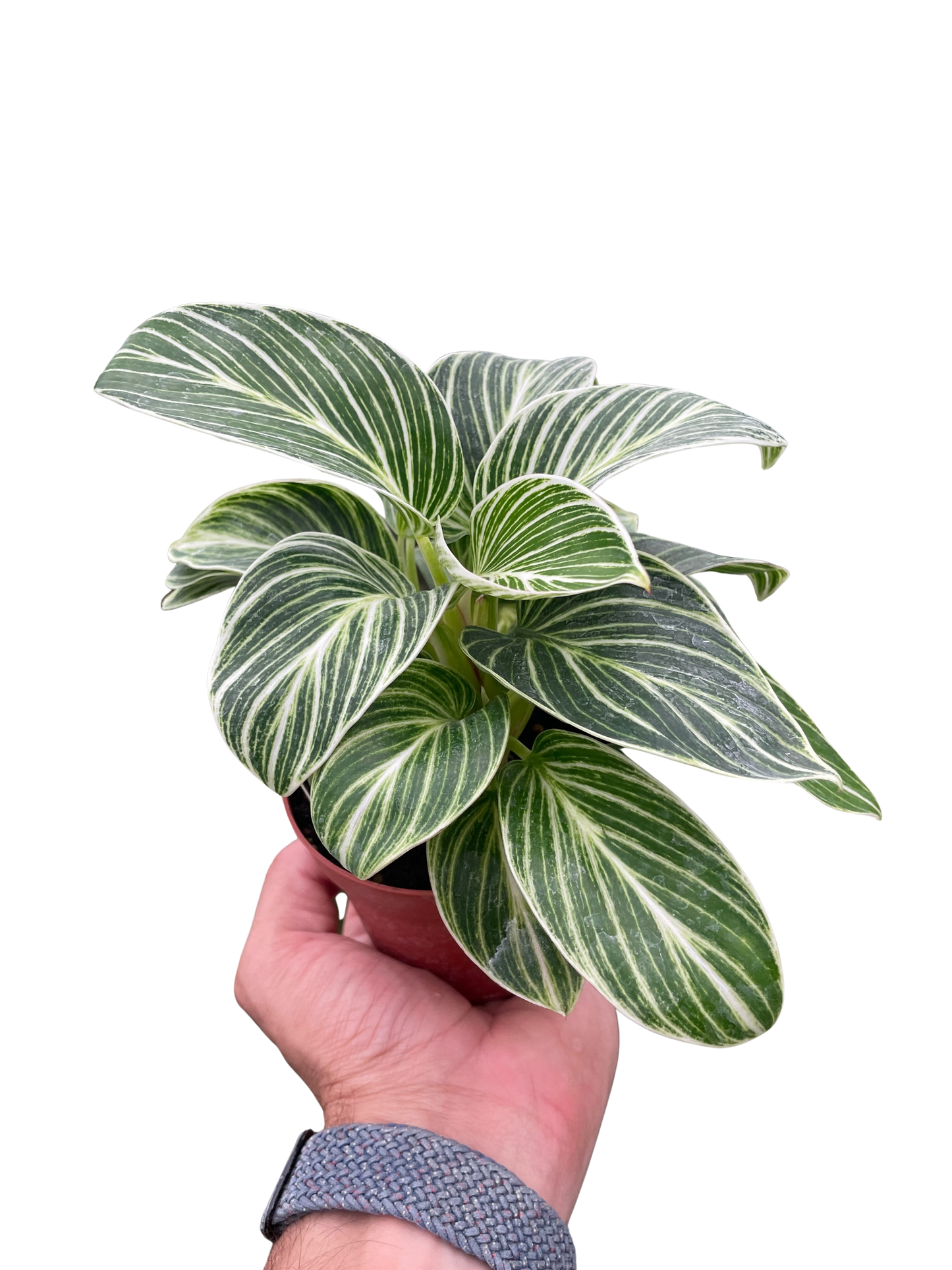 Philodendron White Measure 4in plant with white variegated leaves in pot from House Plant Shop on Tampa Home & Garden Store