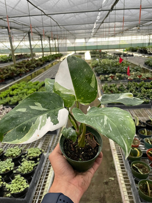 Philodendron White Princess indoor plant, variegated green and white leaves, potted houseplant on Tampa Home & Garden Store